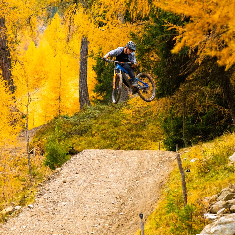Ein Mountainbiker fliegt über einen Sprung inmitten leuchtend gelber Herbstbäume. | © Daniel Niederkofler